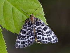 Flekkmåler (Arichanna melanaria)