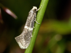 Elachista adscitella