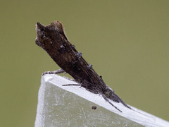 Ypsolopha horridella