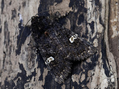 Svart hagefly (Melanchra persicariae)