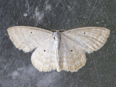 Sumpurtemåler (Scopula immutata)