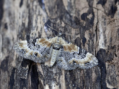 Torskemunndvergmåler (Eupithecia linariata)