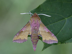 Liten snabelsvermer (Deilephila porcellus)