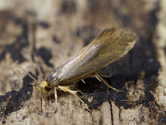 Crassa unitella