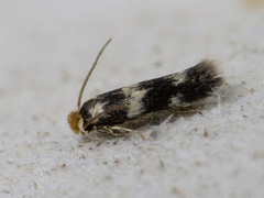 Etainia sericopeza