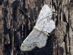 Flekkengmåler (Idaea dimidiata)