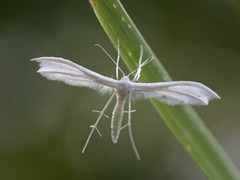 Sølvfjærmøll (Pterophorus pentadactyla)