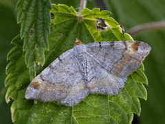 Furubuemåler (Macaria liturata)