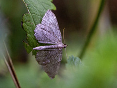 Lys geitvedmåler (Philereme vetulata)