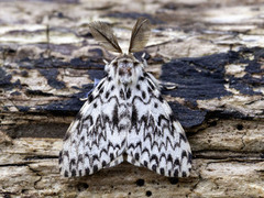 Barskognonne (Lymantria monacha)