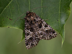 Fiolett nellikfly (Sideridis rivularis)