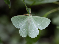 Kjempebladmåler (Geometra papilionaria)