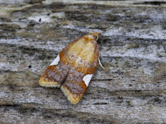 Rød flatvikler (Acleris holmiana)