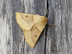 Bølgemåler (Crocallis elinguaria)