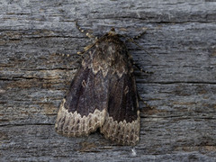 Tofarget pyramidefly (Amphipyra perflua)