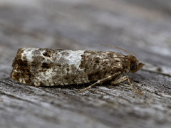 Mørk rosevikler (Notocelia trimaculana)