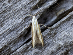 Coleophora caelebipennella