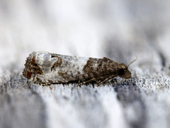 Krattrosevikler (Notocelia roborana)