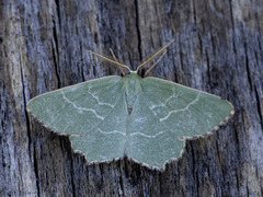 Randbladmåler (Thalera fimbrialis)