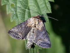 Brungult neslefly (Abrostola triplasia)