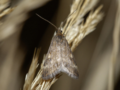 Grobladengmott (Pyrausta despicata)