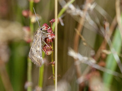 Grobladengmott (Pyrausta despicata)