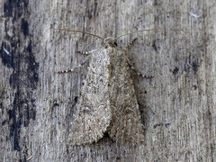 Kløverheifly (Anarta trifolii)