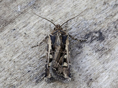 Gråbrunt sandjordfly (Euxoa tritici)