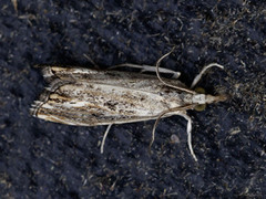 Catoptria verellus