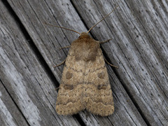 Lyst ringurtefly (Hoplodrina octogenaria)