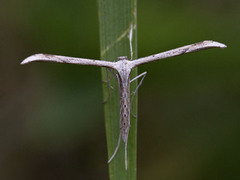 Vindelfjærmøll (Emmelina monodactyla)