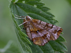 Blek månemåler (Selenia dentaria)