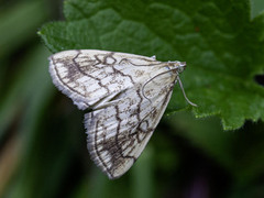 Blek kålmott (Evergestis pallidata)