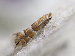 Phyllonorycter ulmifoliella