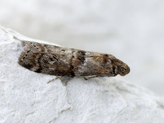 Streket eikesmalmott (Phycita roborella)