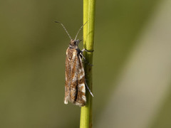 Fjellkveldvikler (Epinotia mercuriana)