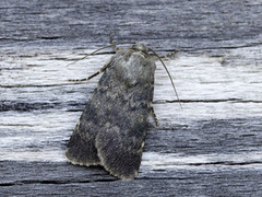 Mørkt klippefly (Standfussiana lucernea)