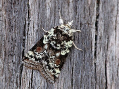 Seljeviklerfly (Nycteola degenerana)