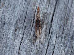 Ypsolopha scabrella