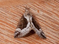 Blåbærnebbfly (Hypena crassalis)