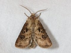 Brunpudret jordfly (Agrotis clavis)