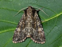 Slåttengfly (Apamea remissa)