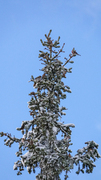 Gråsisik (Acanthis flammea)