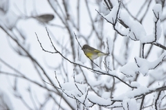 Grønnfink (Chloris chloris)