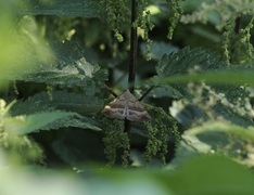 Neslenebbfly (Hypena proboscidalis)