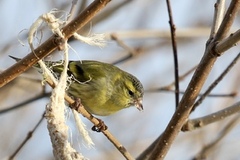 Grønnsisik (Spinus spinus)