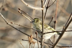 Grønnsisik (Spinus spinus)