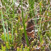 Fløyelsringvinge (Erebia ligea)