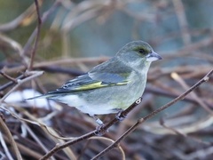 Grønnfink (Chloris chloris)