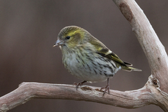 Grønnsisik (Spinus spinus)